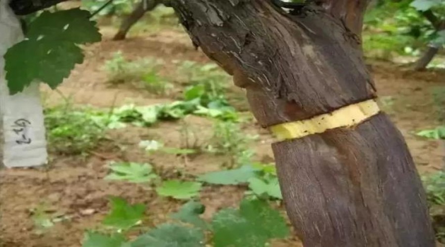 Automatic grape vine bark cutting device