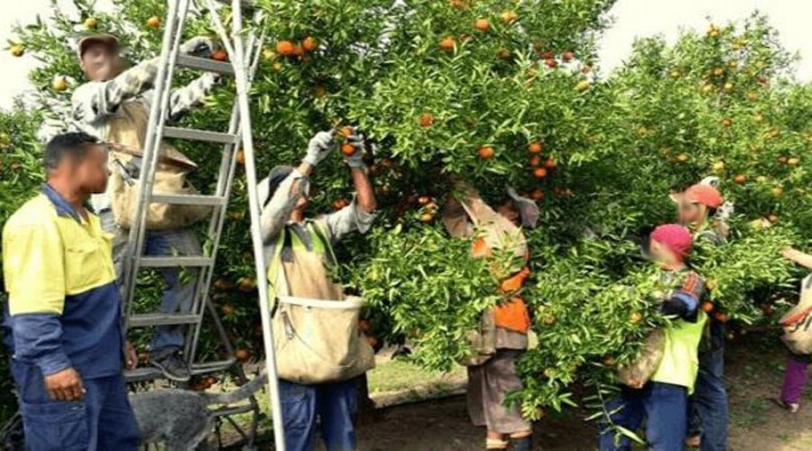 Citrus Smart picking machine